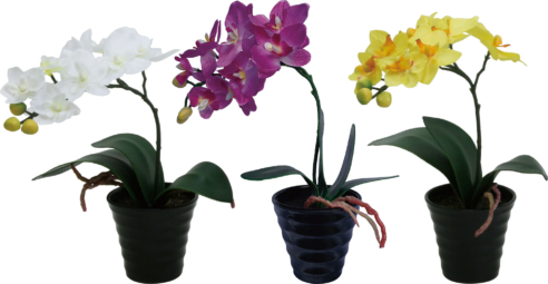 コチョウランポット