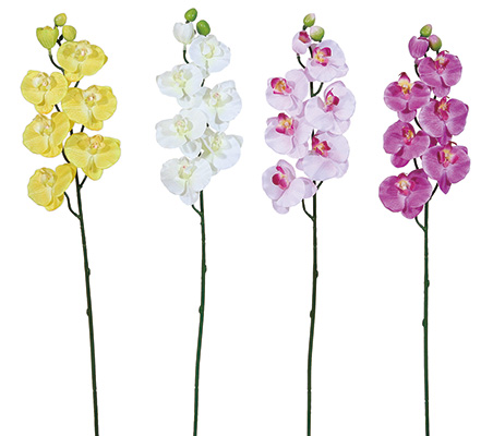 プチコチョウラン