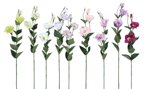 トルコキキョウ