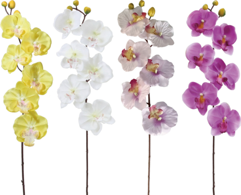 6付コチョウラン