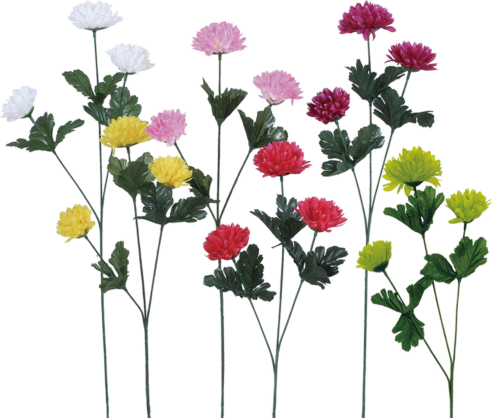 3付ポンポンマム