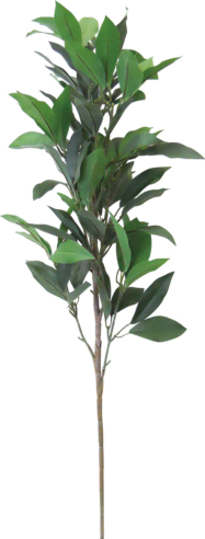 ニューシキミ大