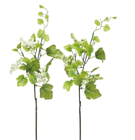 ニュースプリングベリー