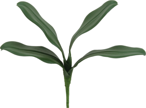 コチョウランリーフ