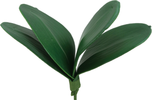 ミニコチョウランリーフ