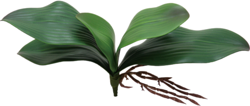 Rコチョウランリーフ