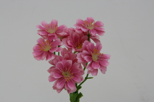 コスモスバンドル