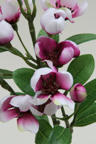 アップルブロッサム