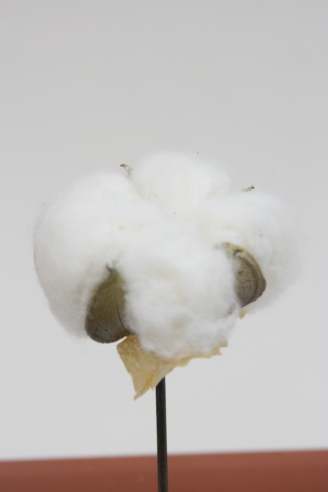 コットンピック