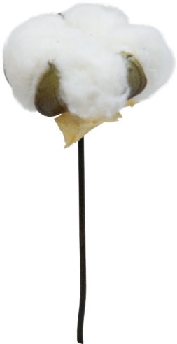 コットンピック