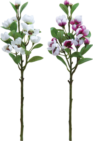 アップルブロッサム